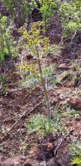Arracacia tolucensis