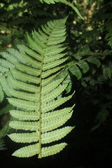 Cyathea pungens