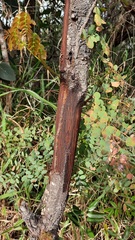 Stryphnodendron adstringens