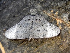 Hamadryas glauconome