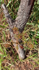 Stryphnodendron adstringens