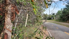 Stryphnodendron adstringens