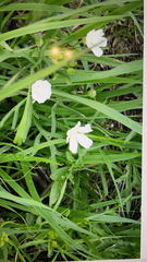 Callirhoe alcaeoides