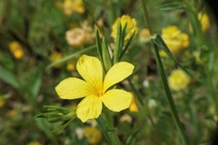 Linum nodiflorum