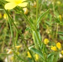 Linum nodiflorum