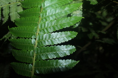 Cyathea pungens
