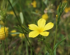 Linum nodiflorum