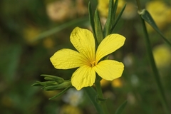 Linum nodiflorum
