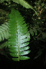 Cyathea pungens