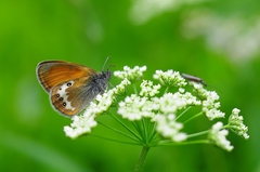 Coenonympha gardetta darwiniana