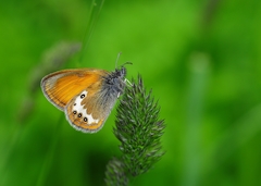Coenonympha gardetta darwiniana