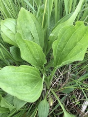 Plantago macrocarpa