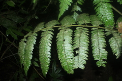 Cyathea pungens