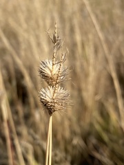 Fingerhuthia africana