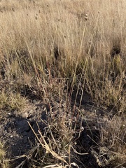 Fingerhuthia africana