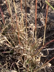 Fingerhuthia africana