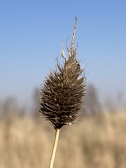 Fingerhuthia africana