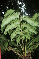 Cyathea pungens