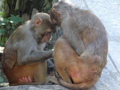 Macaca mulatta