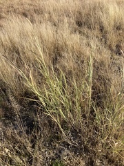 Cenchrus sphacelatus