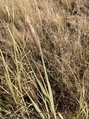 Cenchrus sphacelatus