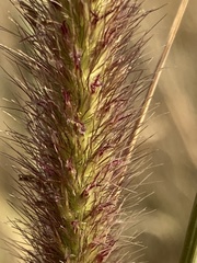 Cenchrus sphacelatus