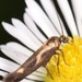 Landryia - Photo (c) skitterbug,  זכויות יוצרים חלקיות (CC BY), הועלה על ידי skitterbug