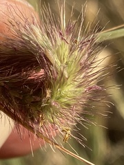 Cenchrus sphacelatus