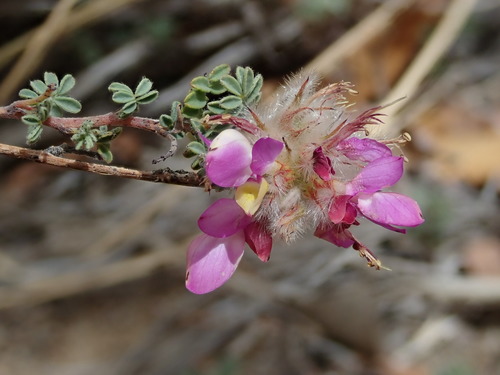 Image of Dalea versicolor by (c) Nolan Exe, some rights reserved (CC BY)