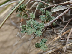 Dalea versicolor