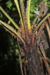 Cyathea pungens
