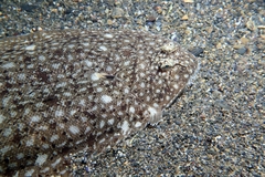 Synapturichthys kleinii