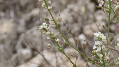 Lepidium subulatum