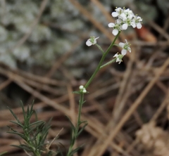 Lepidium subulatum