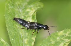 Quedius mesomelinus
