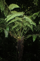 Cyathea pungens