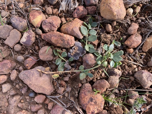 Limeum telephioides (Limeum telephioides)