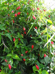Magnoliopsida