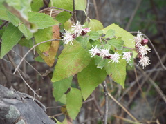 Chromolaena bigelovii