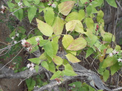 Chromolaena bigelovii