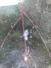 Phenacoccus solenopsis