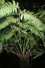 Cyathea pungens