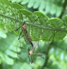 Limonia nigropunctata