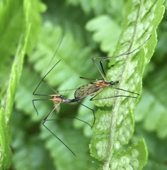 Limonia nigropunctata