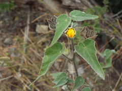 Abutilon hypoleucum
