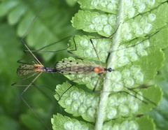 Limonia nigropunctata