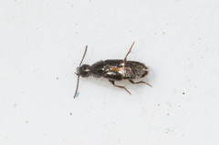 Quedius cinctus