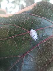 Phenacoccus solenopsis