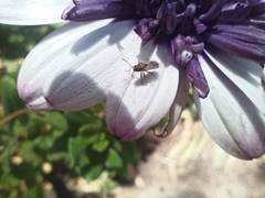 Nysius graminicola