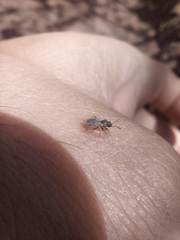 Nysius graminicola